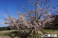 陶芸の村公園の玉縄桜