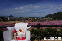 陶芸の村公園の河津桜とケーキ