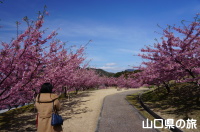 陶芸の村公園の河津桜