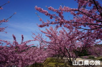 陶芸の村公園の河津桜
