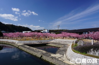親水公園の河津桜2020