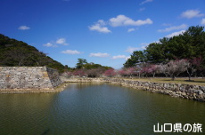萩城跡指月公園の梅