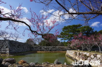 萩城跡の梅