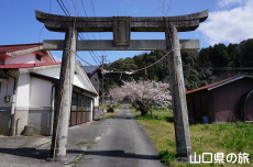 勝馬田八幡宮の桜
