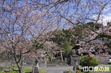 勝馬田八幡宮の桜