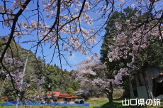勝馬田八幡宮の桜