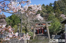 勝馬田八幡宮の桜