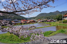 勝馬田八幡宮の桜