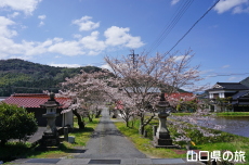 勝馬田八幡宮の桜