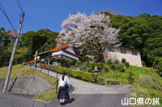尊正寺のエドヒガン