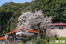 尊正寺のエドヒガン