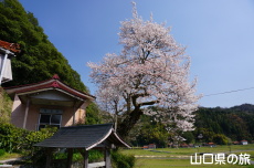 尊正寺のエドヒガン