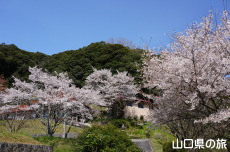 尊正寺のエドヒガン