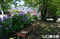 香雪園の紫陽花