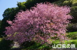 佐々並支所前の八重桜