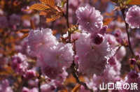 佐々並支所前の八重桜