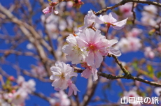 陶芸の村公園の十月桜
