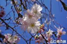 陶芸の村公園の十月桜