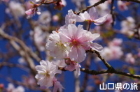 陶芸の村公園の十月桜