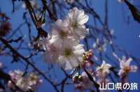 陶芸の村公園の十月桜