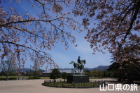 萩中央公園の桜