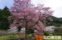遠谷川の寒桜