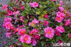 ���|�̑������̃J���c�o�L