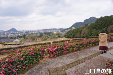 ���|�̑������̃J���c�o�L���[�h