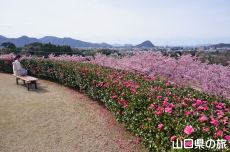 ���|�̑������̊���