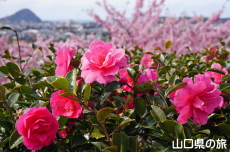 ���|�̑������̊���