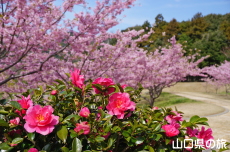 ���|�̑������̊���