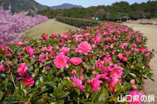 ���|�̑������̃J���c�o�L