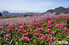 ���|�̑������̃J���c�o�L