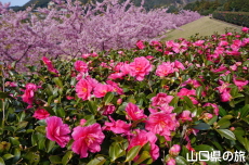 ���|�̑������̊���