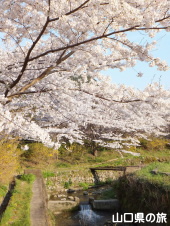 萩往還梅林園の桜