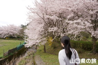 萩往還梅林園の桜
