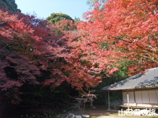 大照院の紅葉