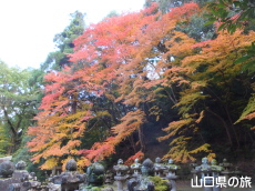 大照院の紅葉