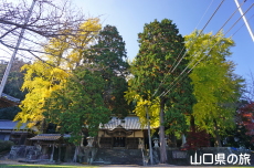 椿八幡宮のイチョウ