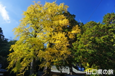 椿八幡宮のイチョウ
