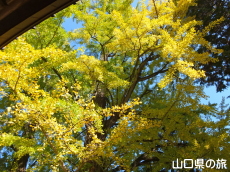 椿八幡宮のイチョウ