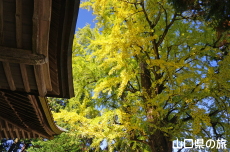 椿八幡宮のイチョウ