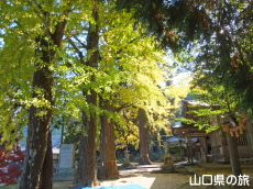 椿八幡宮のイチョウ