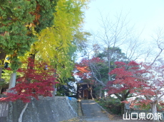 椿八幡宮のイチョウと紅葉
