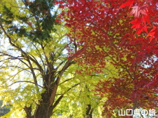 椿八幡宮のイチョウと紅葉