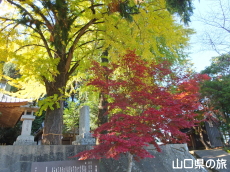 椿八幡宮のイチョウと紅葉