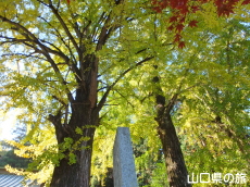 椿八幡宮のイチョウ