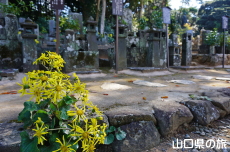 墓所のツワブキ