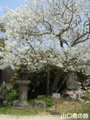 �w�������̃~�h�����V�m