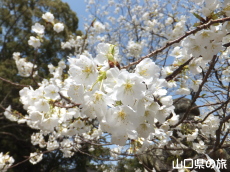 �w�������̃~�h�����V�m